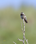 Broad tailed Hummingbird 3237